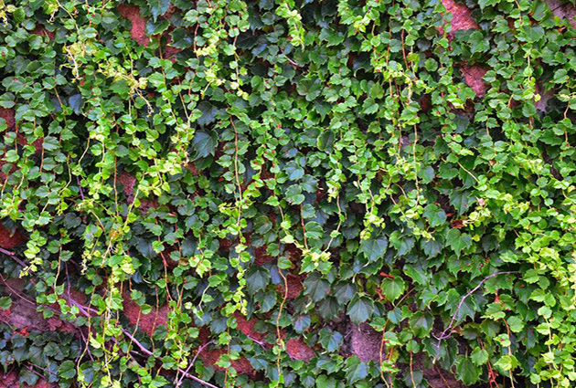 毛氈布式植物墻（法式植物墻）的主要問題