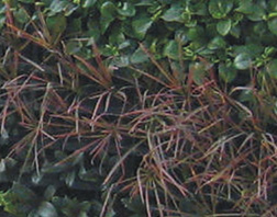 PVC粗放型模塊植物墻的主要問題