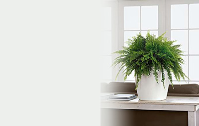 標(biāo)準(zhǔn)套餐