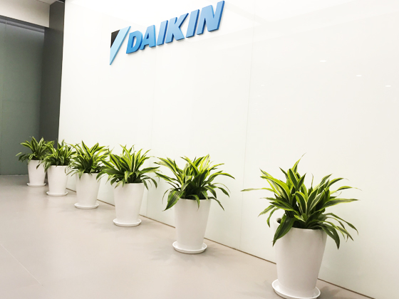 大金氟化工（中國）上海辦公室綠植租賃業(yè)務(wù)