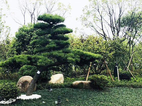 上海金盾消防產(chǎn)業(yè)園室外綠化養(yǎng)護(hù)工程