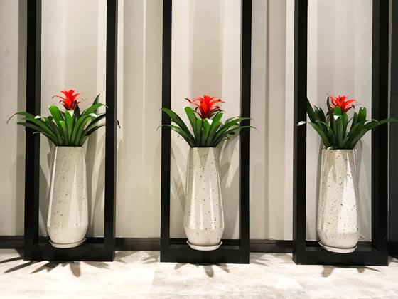 【明茶室】綠植租擺案例