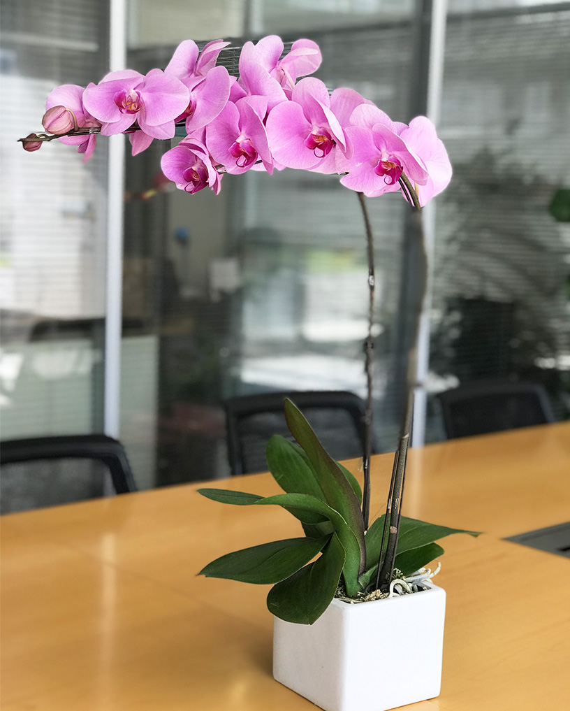 蝴蝶蘭20