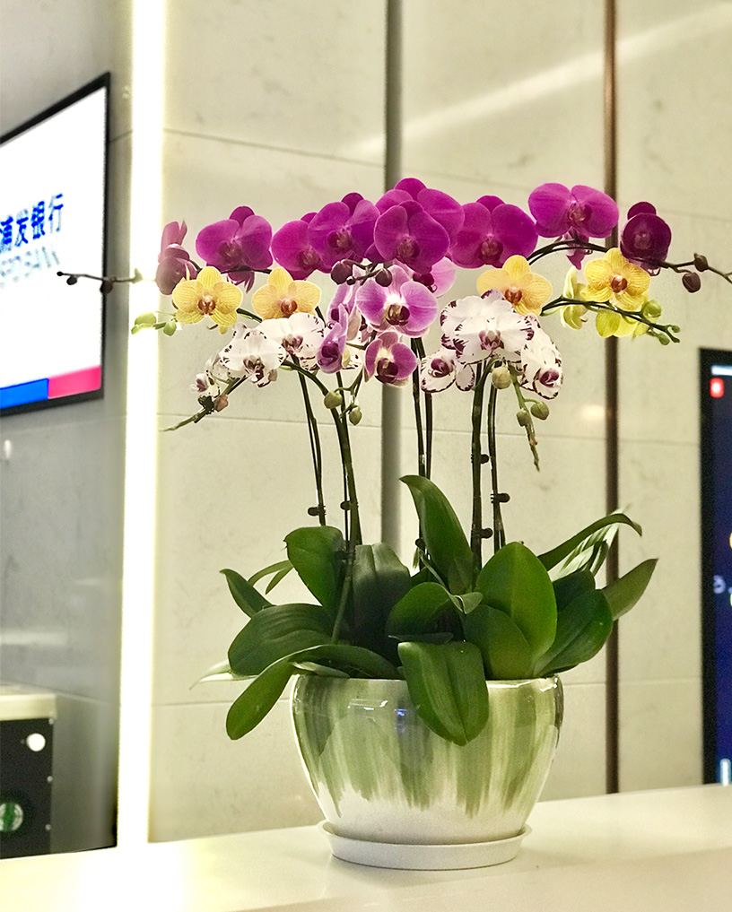 蝴蝶蘭25
