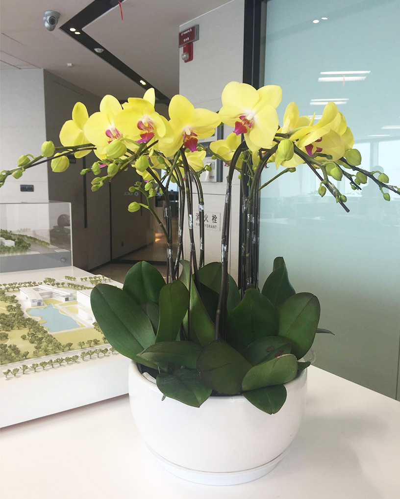 蝴蝶蘭26