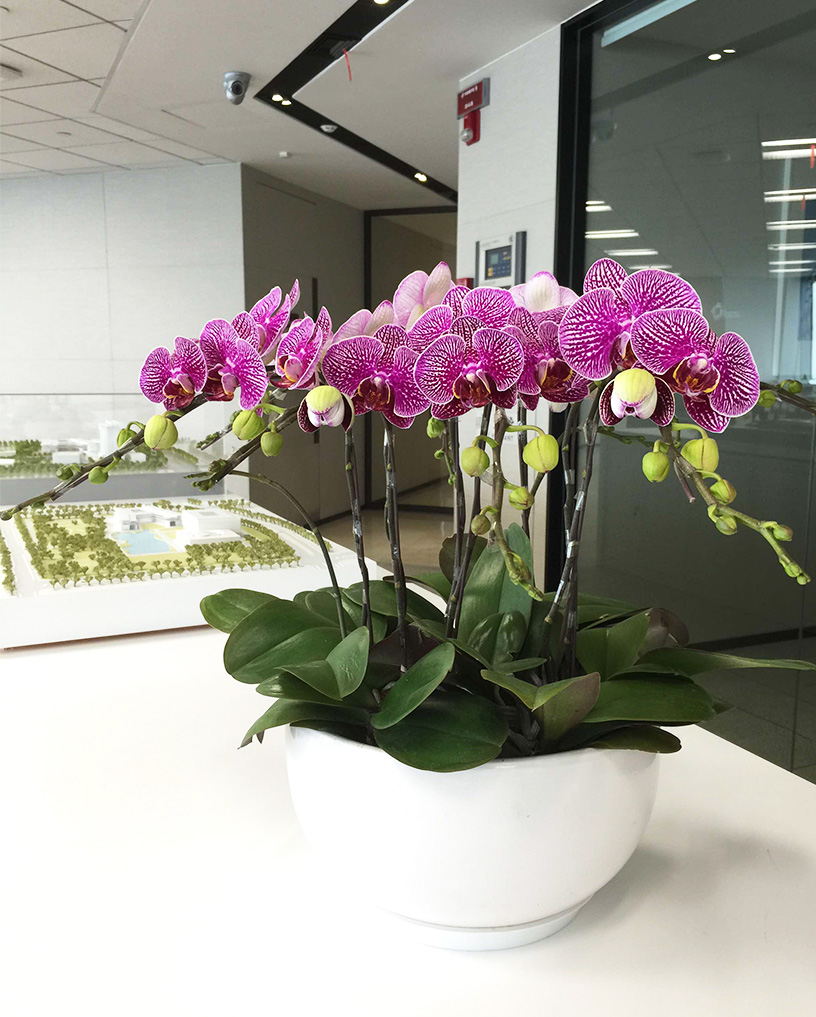 蝴蝶蘭28