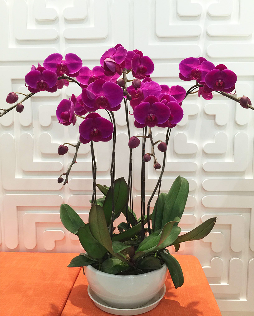 蝴蝶蘭29