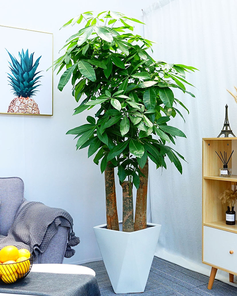 發(fā)財(cái)樹-步步高