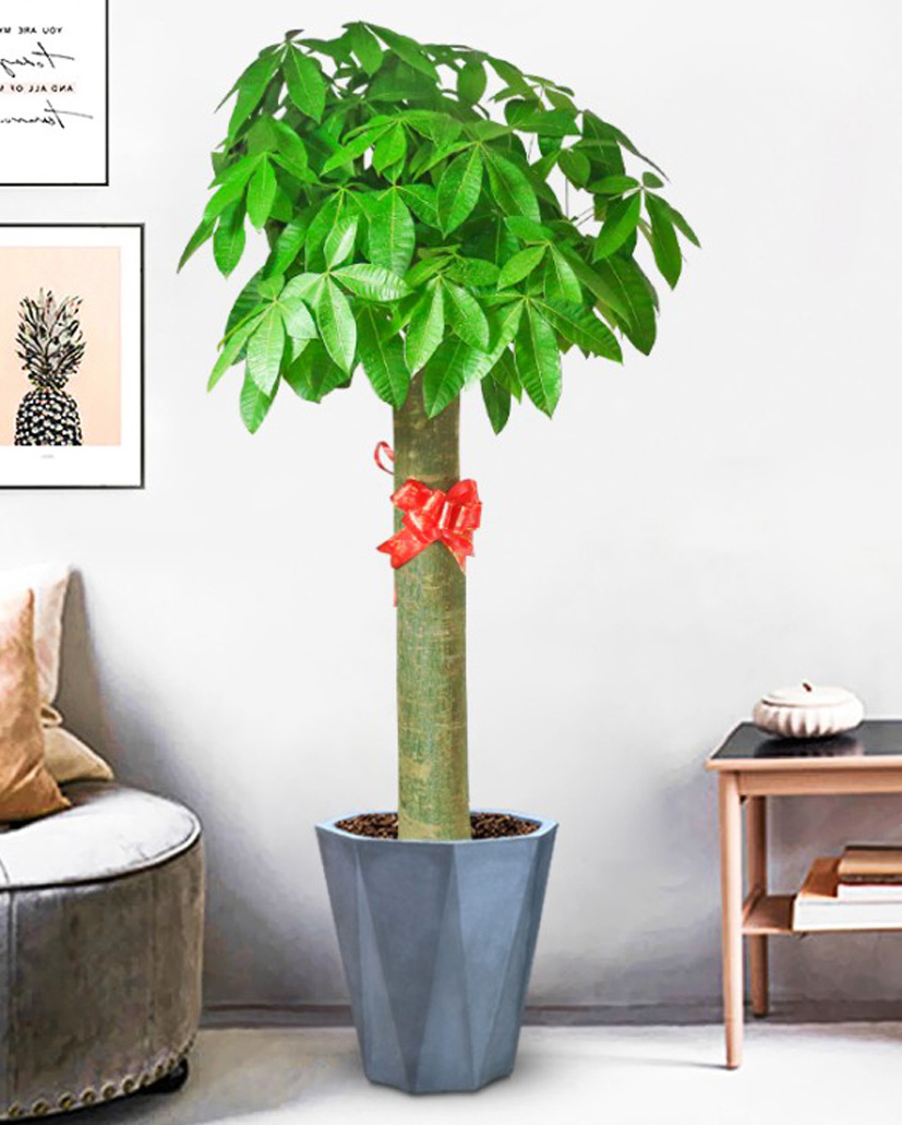 發(fā)財(cái)樹-單桿