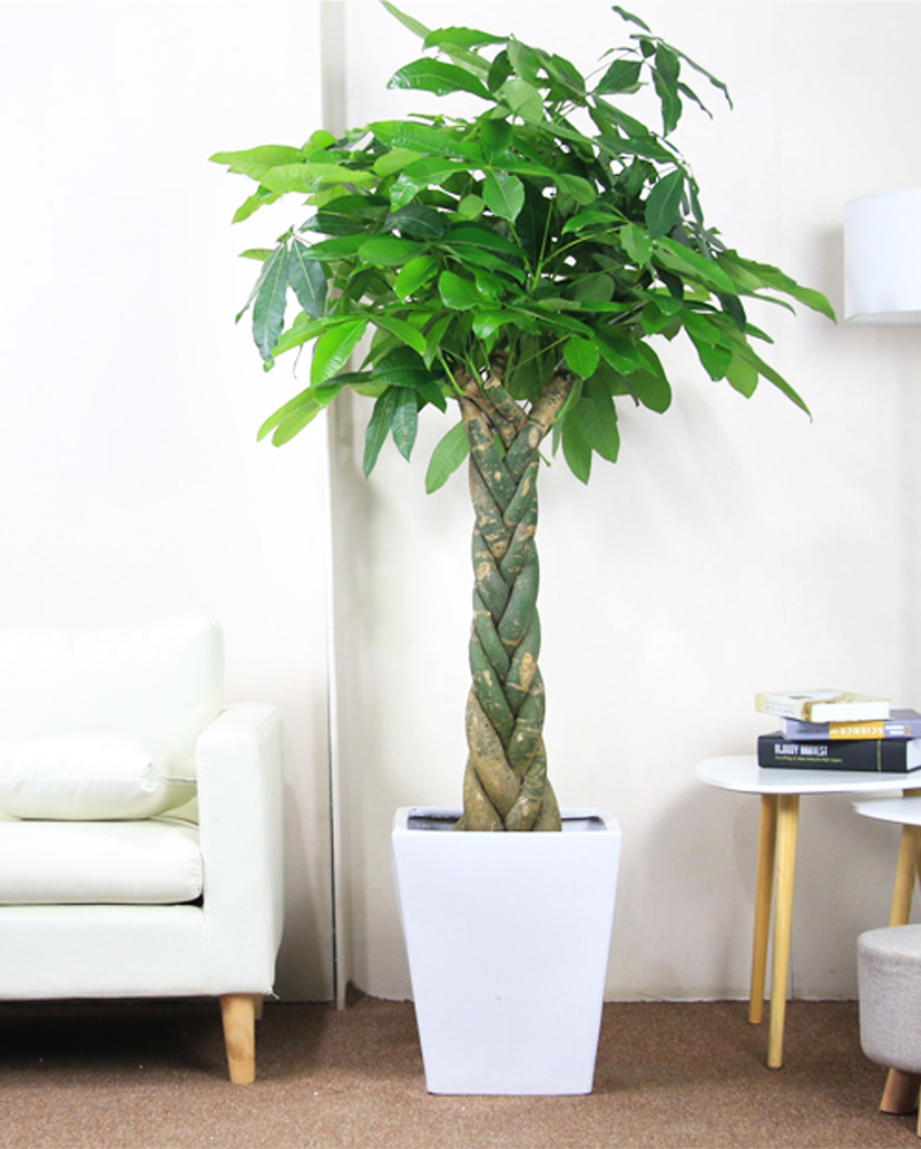 發(fā)財(cái)樹-五編