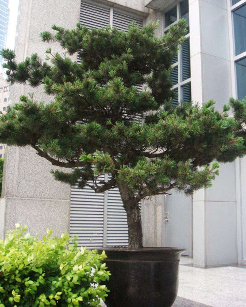 五針?biāo)? /></div>
									<h3>五針?biāo)?/h3>
								</a>
							</li>
														<li>
								<a href=