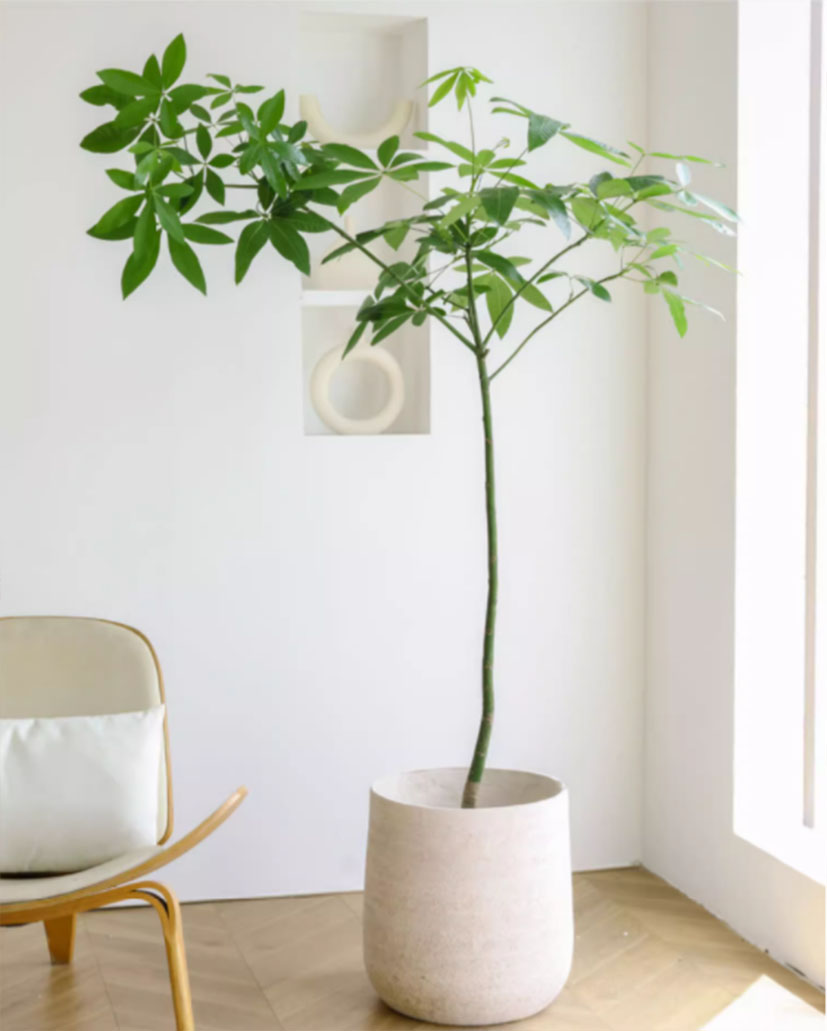 原生發(fā)財(cái)樹