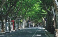 春萌新綠 夏帶清涼 林蔭道成美麗申城“底色”