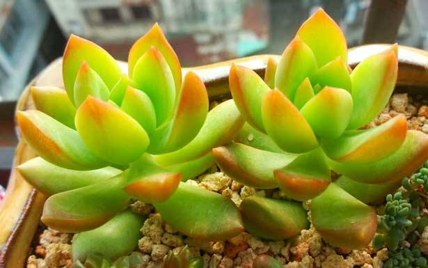 黃麗的花語是什么呢?