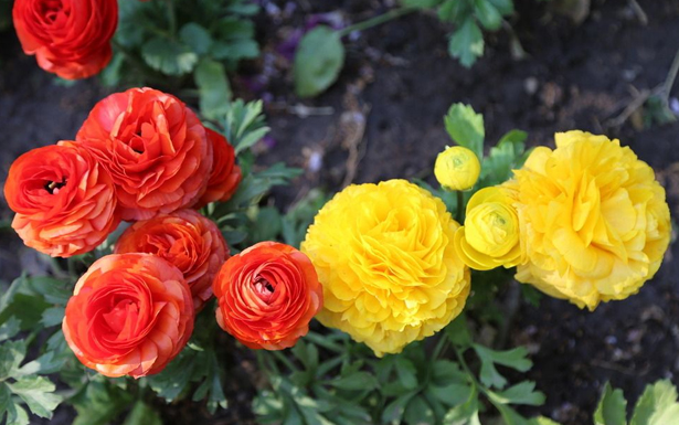 花毛茛的花語是什么？