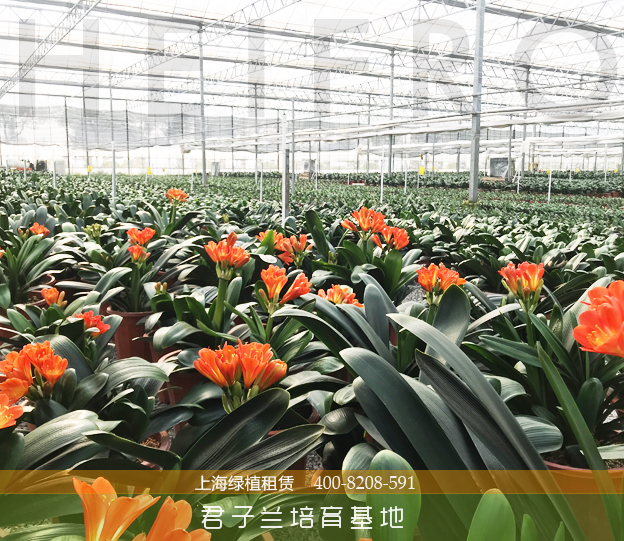 發(fā)展及公司規(guī)劃