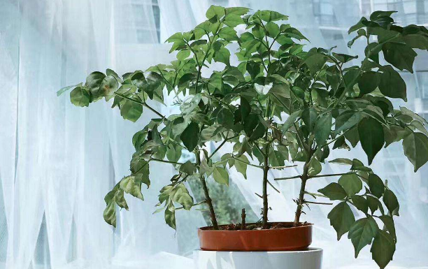 上海辦公室綠化公司淺談室內(nèi)種植幸福樹的注意事項(xiàng)