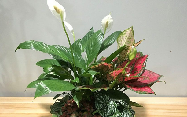 綠植租賃公司教您應(yīng)該如何正確養(yǎng)殖如意皇后