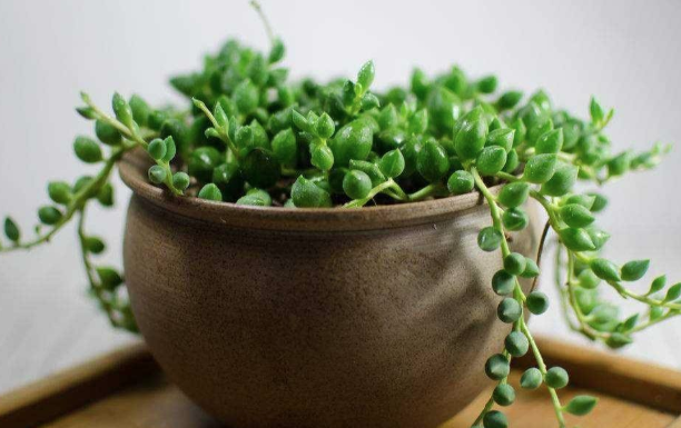 綠植租賃公司教您珍珠吊蘭的正確養(yǎng)殖方法