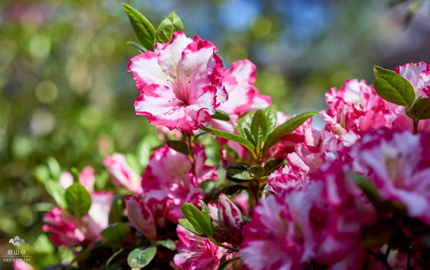 上海綠植租賃公司為您詳細(xì)的講解綠植租賃需要遵循的原則