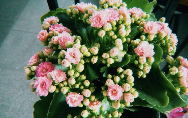 徽豐綠化淺談選擇綠植租賃的好處都有哪些